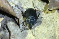 Phosphuga atrata