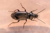 Pterostichus