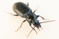 Pterostichus