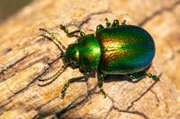 Chrysolina