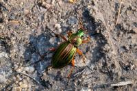 Carabus auratus