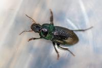 Harpalus dimidiatus