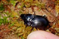 Abax ovalis