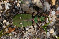 Cicindela campestris
