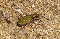 Cicindela campestris