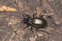 Carabus nemoralis