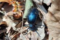 Meloe violaceus