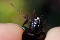 Abax ovalis
