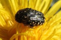 Oxythyrea funesta