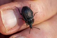 Phosphuga atrata