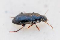 Harpalus dimidiatus