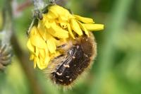 Tropinota hirta