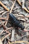 Ocypus olens