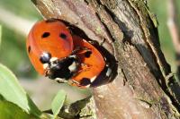 Coccinella septempunctata