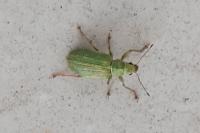 Pachyrhinus lethierryi