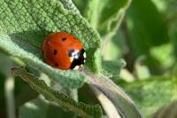 Coccinella septempunctata