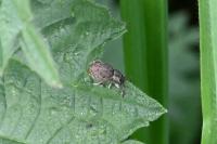 Peritelus sphaeroides