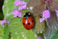 Coccinella septempunctata