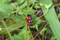 Coccinella septempunctata