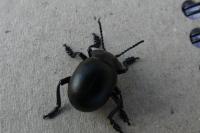 Timarcha tenebricosa
