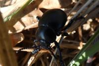 Timarcha tenebricosa