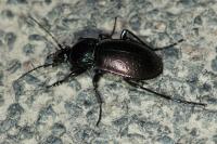 Carabus nemoralis