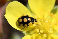Coccinula quatuordecimpustulata