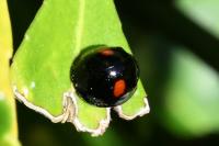 Chilocorus renipustulatus