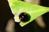 Chilocorus renipustulatus