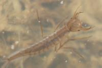 Dytiscus