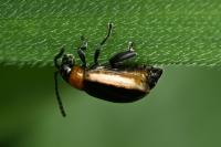 Longitarsus dorsalis