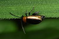 Longitarsus dorsalis