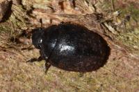 Nosodendron fasciculare