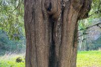 Nosodendron fasciculare