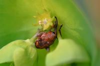 Curculio