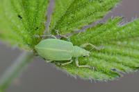 Polydrusus planifrons