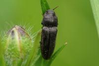 Cidnopus pilosus