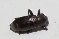 Stenomax aeneus