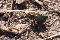 Poecilus cupreus