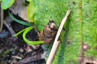 Onthophagus