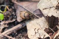 Onthophagus