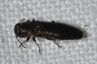 Agrilus pratensis