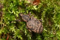 Otiorhynchus veterator