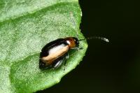 Longitarsus dorsalis