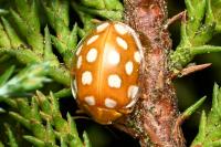 Halyzia sedecimguttata