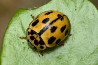 Propylea quatuordecimpunctata