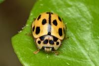 Propylea quatuordecimpunctata