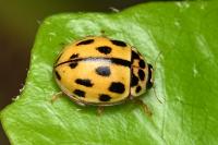 Propylea quatuordecimpunctata