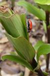 Lilioceris lilii