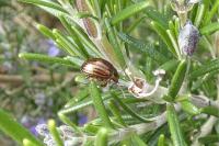 Chrysolina americana
